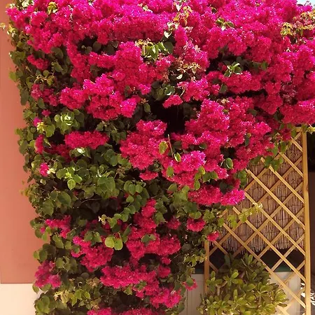 Casa Dos Cedros Vendégház 4*